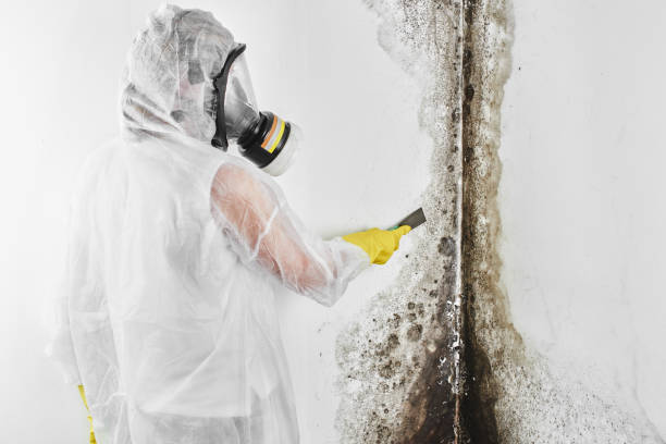 Lehi, UT Mold Remediation Company