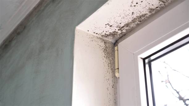 Best White Mold Remediation in Lehi, UT