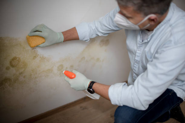 Professional Mold Remediation in Lehi, UT