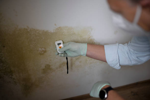 Best Attic Mold Remediation in Lehi, UT