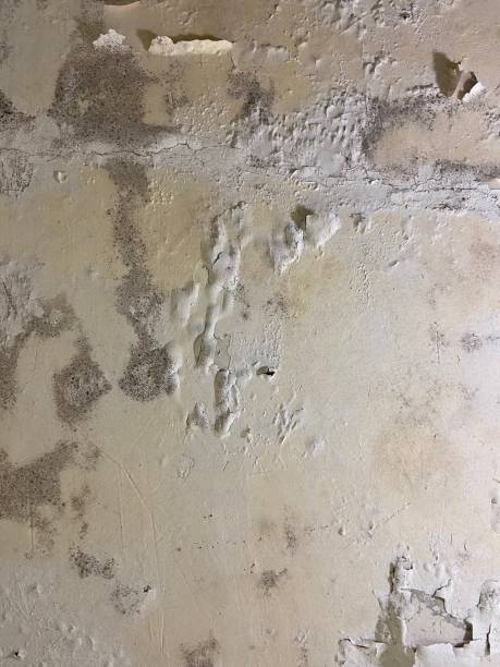 Best Emergency Mold Remediation in Lehi, UT