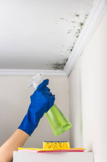 Best Black Mold Remediation in Lehi, UT